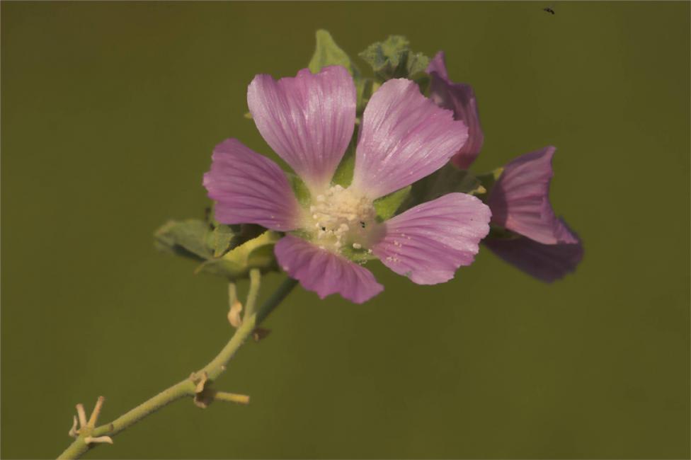 Retrato de una malva